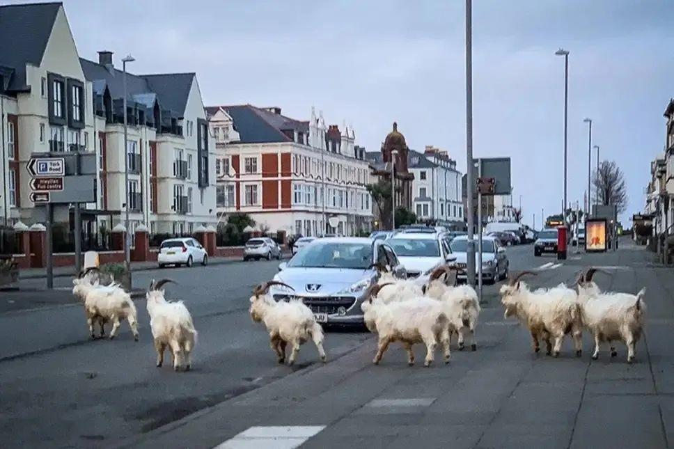 疫情期间威尔士海滨小镇一群野生动物复苏了，相比疫情和核辐射，原来...  疫情相关 第2张